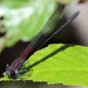 Canyon Rubyspot