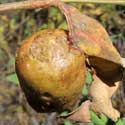 leaf gall on Rosa woodsii