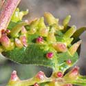 leaf gall caused by mites, Eriophyidae