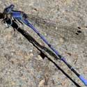 Widow Skimmer