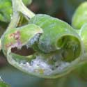 Wooly Aphids