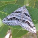 Speranza colata Moth