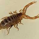 scorpion, Paravaejovis spinigerus