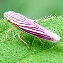 Sibovia Cicadellidae