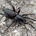 Sosippus wolf spider