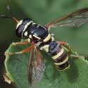 Syrphidae:Ceriana