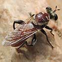 Cerotainiops Robber Fly