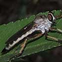 Giant Robber Fly