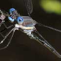 Great Spreadwing