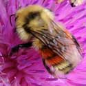 Bumblebee Bombus huntii