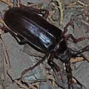 Derobrachus beetle