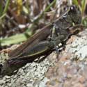 Red-legged Grasshopper