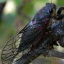 Cicada Platypedia
