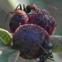 Kermes scale insect