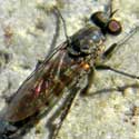 Therevidae Fly