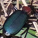 Ground Beetle, Galerita atripes