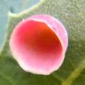 oak apple gall Cynipidae