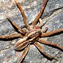 a Wolf Spider