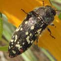 Acmaeodera decipiens