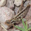 Montezuma Grasshopper