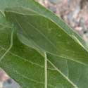 common short winged katydid