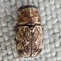 Pachybrachis Beetle