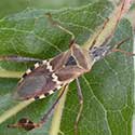 Leaf-footed Bug