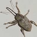 Curculio acorn nut weevil