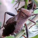 Leaf-footed Bug