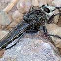 Giant Robberfly