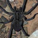 Carolina Wolf Spider