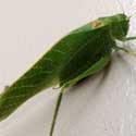 California Angle-winged Katydid