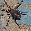 Harvestman