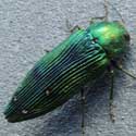 Agrilus metalic wood-boring beetle
