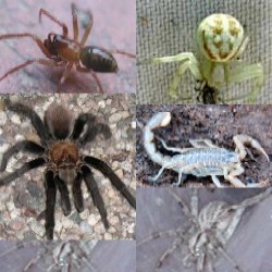Spiders and their kin