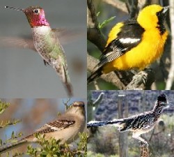 Desert Habitat Birds