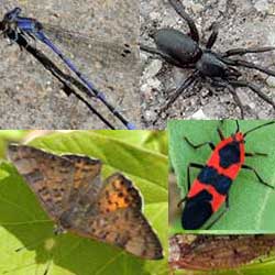 Butterflies and Moths in the Sonoran Desert