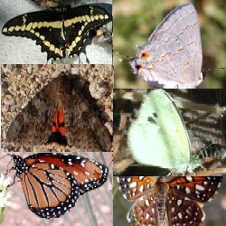 Butterflies and Moths in the Sonoran Desert