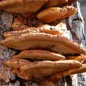 Fungi help decompose dead riparian trees
