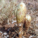 desert mushroom © by mike plagens