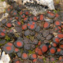 black and red lichen © by mike plagens