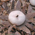 Hard-skinned Puffball © by mike plagens