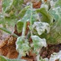 Pholistoma auritium with apparent powdery mildew