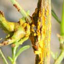 Rust Fungus on Desert Broom © by mike plagens