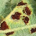 Puccinia rust on Globe Mallow © by mike plagens