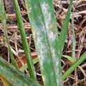 powdery mildew on foxtail barley © by mike plagens