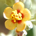 Indian Mallow