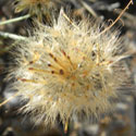 plumed achenes ready for wind dispersal