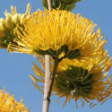 Desert Agave