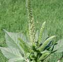 Pigweed